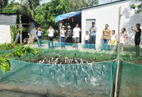 Về Cần Thơ xem đàn cá lóc biết “nhảy múa” ảnh 2 Về Cần Thơ xem đàn cá lóc biết “nhảy múa” ảnh 2