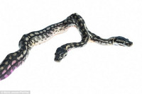 Sửng sốt với sự xuất hiện của con rắn hai đầu ảnh 3