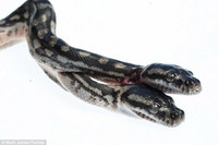 Sửng sốt với sự xuất hiện của con rắn hai đầu ảnh 1