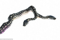 Sửng sốt với sự xuất hiện của con rắn hai đầu ảnh 5