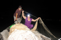 Mùa săn cá bông lau ở miền Tây ảnh 5