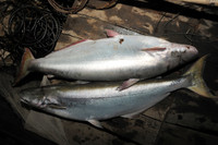 Mùa săn cá bông lau ở miền Tây ảnh 11