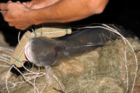 Mùa săn cá bông lau ở miền Tây ảnh 13