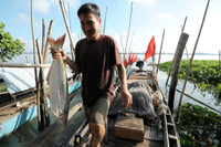 Mùa săn cá bông lau ở miền Tây ảnh 19