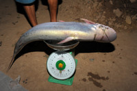 Mùa săn cá bông lau ở miền Tây ảnh 17