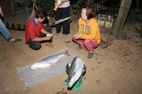 Mùa săn cá bông lau ở miền Tây ảnh 16