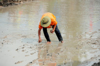 Sôi nổi Lễ hội đua bò vùng Bảy Núi ảnh 13