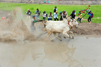 Sôi nổi Lễ hội đua bò vùng Bảy Núi ảnh 8