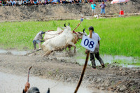 Sôi nổi Lễ hội đua bò vùng Bảy Núi ảnh 9