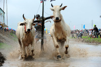 Sôi nổi Lễ hội đua bò vùng Bảy Núi ảnh 3