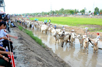 Sôi nổi Lễ hội đua bò vùng Bảy Núi ảnh 1