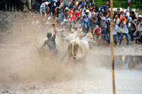 Sôi nổi Lễ hội đua bò vùng Bảy Núi ảnh 15