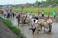 Sôi nổi Lễ hội đua bò vùng Bảy Núi ảnh 2