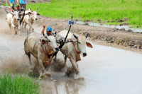 Sôi nổi Lễ hội đua bò vùng Bảy Núi ảnh 6