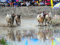 Sôi nổi Lễ hội đua bò vùng Bảy Núi ảnh 4