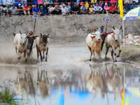 Sôi nổi Lễ hội đua bò vùng Bảy Núi ảnh 4