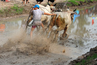 Sôi nổi Lễ hội đua bò vùng Bảy Núi ảnh 7