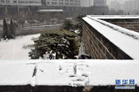 Tuyết phủ trắng xóa Bắc Kinh chỉ sau một đêm ảnh 12