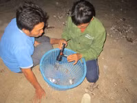 Cận cảnh rùa biển vượt cạn 10