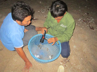 Trắng đêm canh rùa biển "vượt cạn" ảnh 9 Cận cảnh rùa biển vượt cạn 10