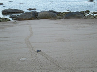 Trắng đêm canh rùa biển "vượt cạn" ảnh 10 Cận cảnh rùa biển vượt cạn 11