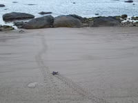 Cận cảnh rùa biển vượt cạn 11