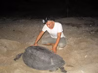 Cận cảnh rùa biển vượt cạn 3