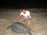 Trắng đêm canh rùa biển "vượt cạn" ảnh 2 Cận cảnh rùa biển vượt cạn 3