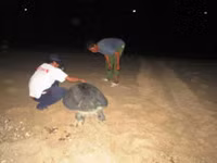 Cận cảnh rùa biển vượt cạn 5