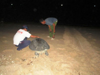 Trắng đêm canh rùa biển "vượt cạn" ảnh 4 Cận cảnh rùa biển vượt cạn 5