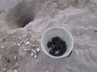 Cận cảnh rùa biển vượt cạn 9