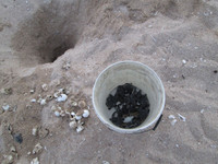 Trắng đêm canh rùa biển "vượt cạn" ảnh 8 Cận cảnh rùa biển vượt cạn 9