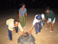 Cận cảnh rùa biển vượt cạn 4