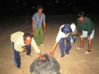 Trắng đêm canh rùa biển "vượt cạn" ảnh 3 Cận cảnh rùa biển vượt cạn 4