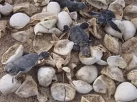 Cận cảnh rùa biển vượt cạn 6