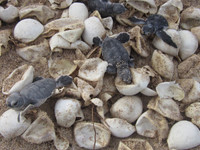 Trắng đêm canh rùa biển "vượt cạn" ảnh 5 Cận cảnh rùa biển vượt cạn 6