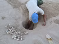 Cận cảnh rùa biển vượt cạn 8