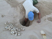 Trắng đêm canh rùa biển "vượt cạn" ảnh 7 Cận cảnh rùa biển vượt cạn 8