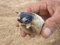 Cận cảnh rùa biển vượt cạn 7