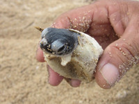 Trắng đêm canh rùa biển "vượt cạn" ảnh 6 Cận cảnh rùa biển vượt cạn 7