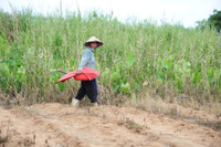 Độc đáo nghề săn dế cơm ở miền Tây ảnh 1