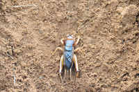 Độc đáo nghề săn dế cơm ở miền Tây ảnh 9