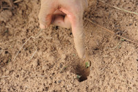 Độc đáo nghề săn dế cơm ở miền Tây ảnh 4