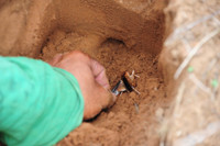 Độc đáo nghề săn dế cơm ở miền Tây ảnh 7