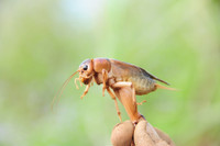 Độc đáo nghề săn dế cơm ở miền Tây ảnh 10