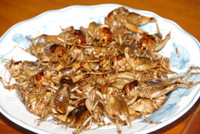 Độc đáo nghề săn dế cơm ở miền Tây ảnh 17