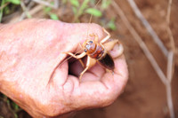 Độc đáo nghề săn dế cơm ở miền Tây ảnh 11