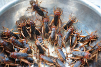 Độc đáo nghề săn dế cơm ở miền Tây ảnh 13