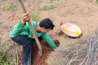 Độc đáo nghề săn dế cơm ở miền Tây ảnh 6