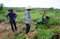 Độc đáo nghề săn dế cơm ở miền Tây ảnh 3